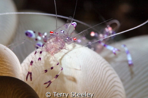 Bubble coral shrimps nestling in the bubble coral. by Terry Steeley 
